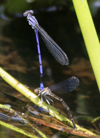 Variable Dancer